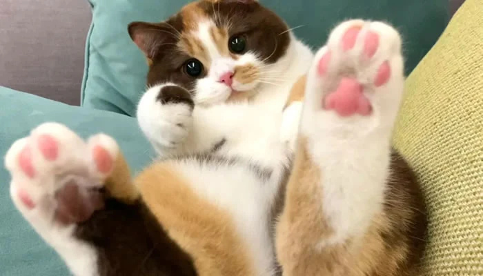 Adorable Pet Moments That Will Melt Your Heart