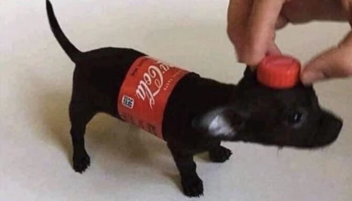 Adorable Pet Moments That Will Melt Your Heart