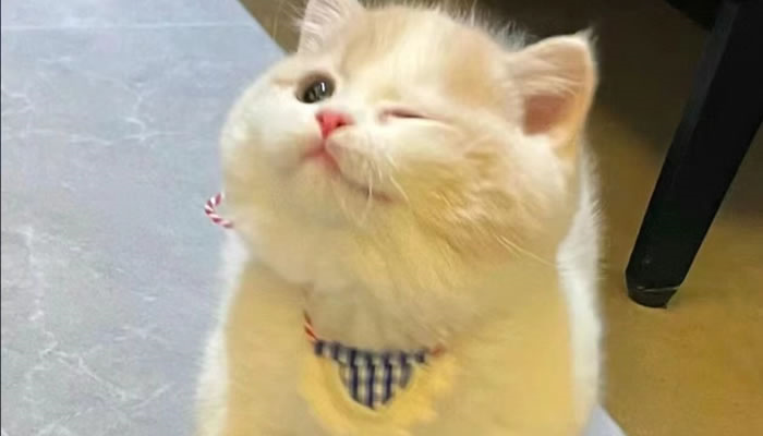 Adorable Pet Moments That Will Melt Your Heart