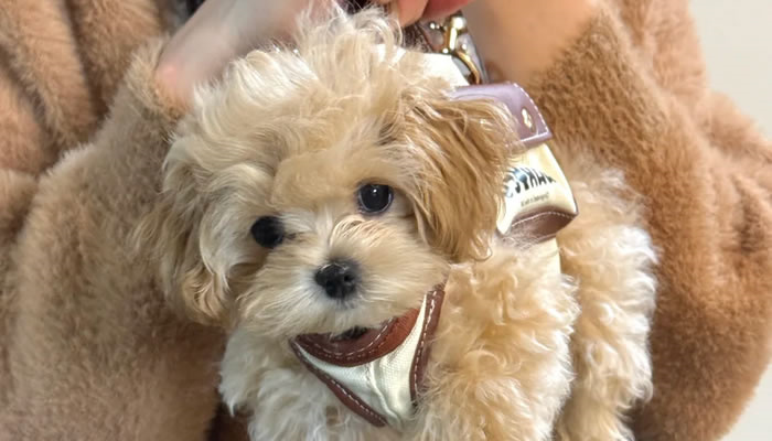 Adorable Pet Moments That Will Melt Your Heart