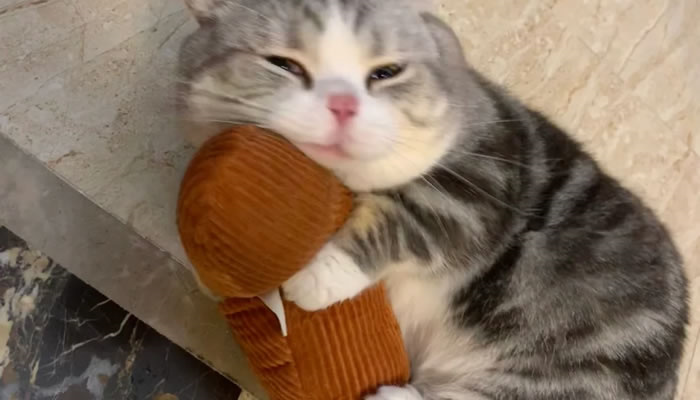 Adorable Pet Moments That Will Melt Your Heart