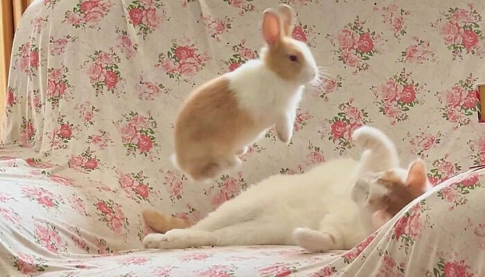 Adorable Pet Moments That Will Melt Your Heart