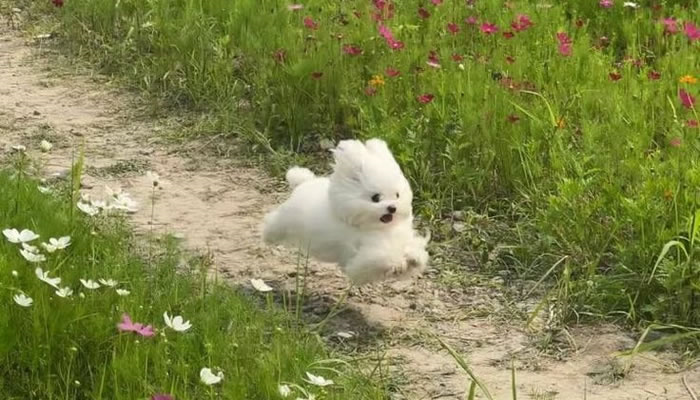 Adorable Pet Moments That Will Melt Your Heart