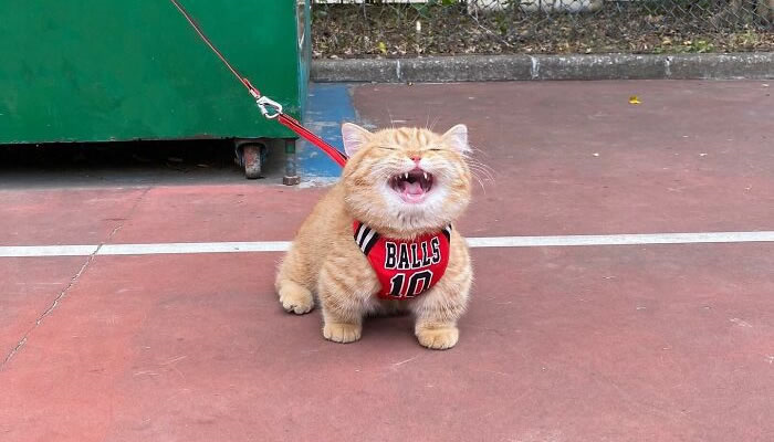 Adorable Pet Moments That Will Melt Your Heart