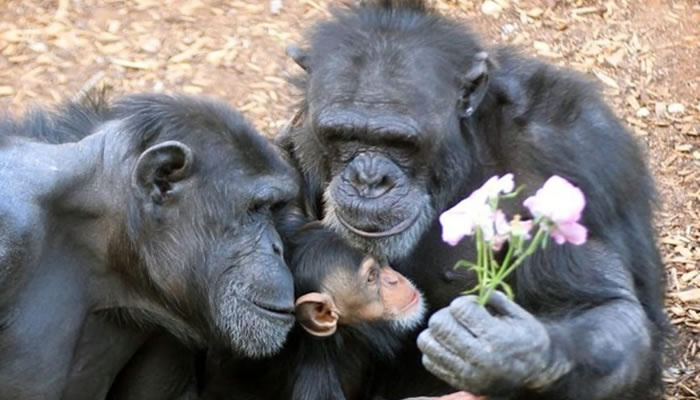 Adorable Pet Moments That Will Melt Your Heart