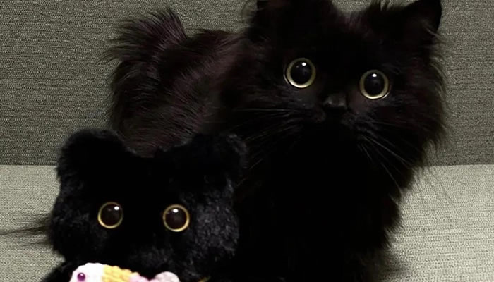Adorable Pet Moments That Will Melt Your Heart