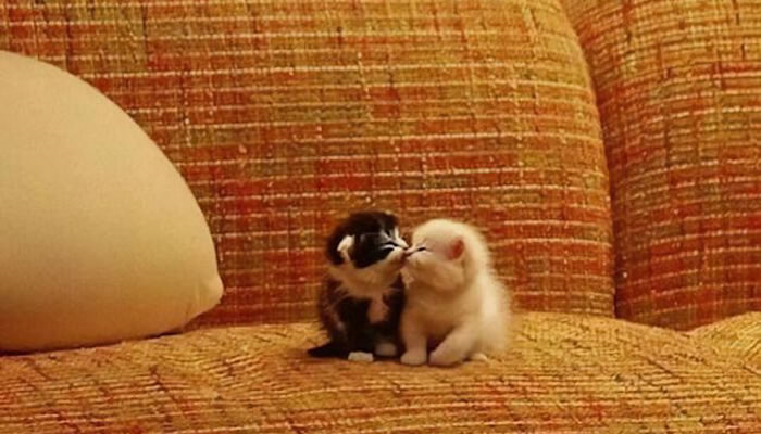 Adorable Pet Moments That Will Melt Your Heart