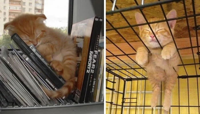Adorable Pet Moments That Will Melt Your Heart