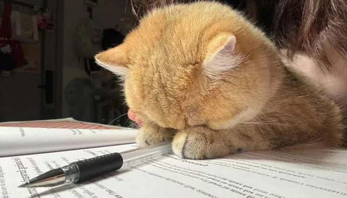 Adorable Pet Moments That Will Melt Your Heart