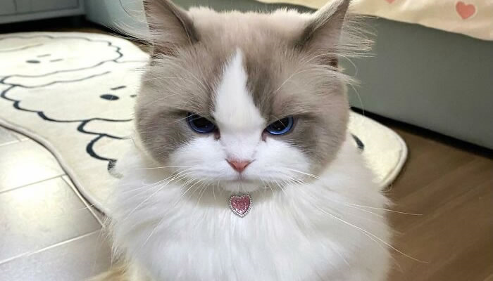 Adorable Pet Moments That Will Melt Your Heart