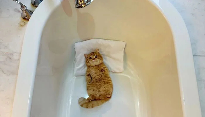 Adorable Pet Moments That Will Melt Your Heart