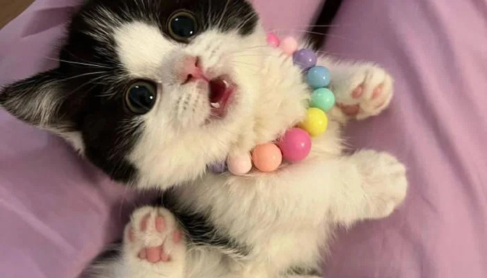 Adorable Pet Moments That Will Melt Your Heart
