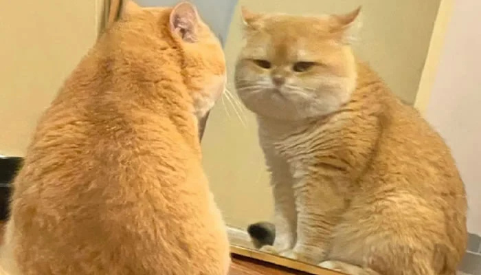 Adorable Pet Moments That Will Melt Your Heart