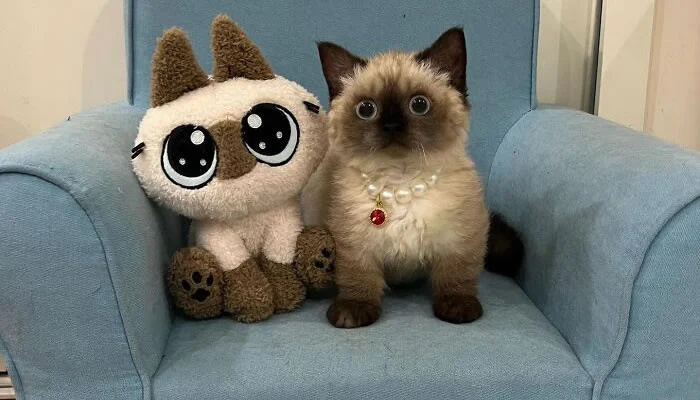 Adorable Pet Moments That Will Melt Your Heart