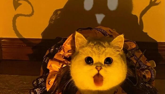 Adorable Pet Moments That Will Melt Your Heart