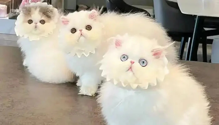 Adorable Pet Moments That Will Melt Your Heart