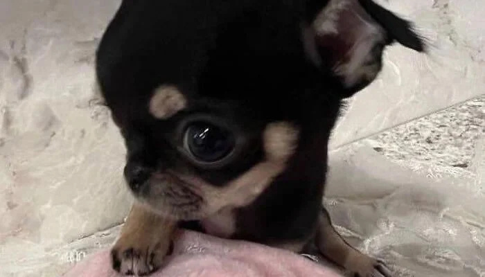 Adorable Pet Moments That Will Melt Your Heart