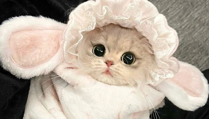 Adorable Pet Moments That Will Melt Your Heart