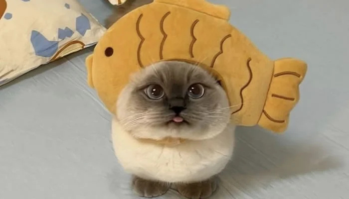 Adorable Pet Moments That Will Melt Your Heart