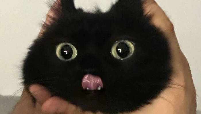 Adorable Pet Moments That Will Melt Your Heart