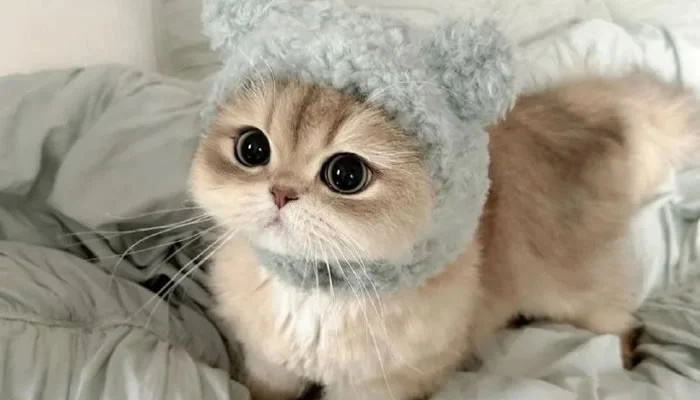 Adorable Pet Moments That Will Melt Your Heart