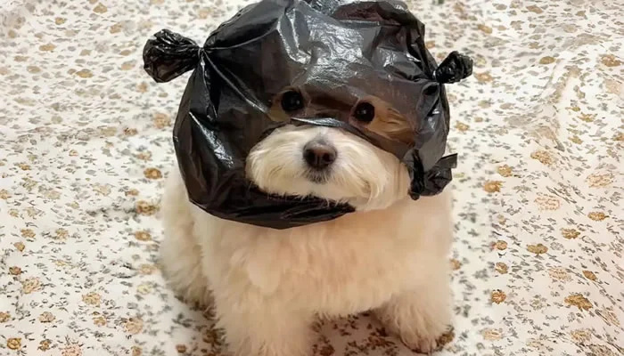Adorable Pet Moments That Will Melt Your Heart