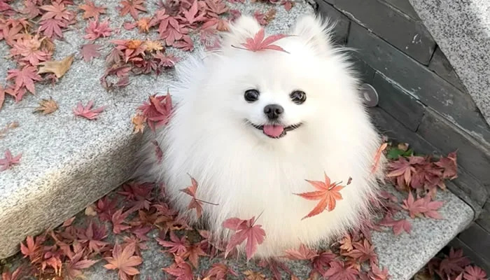 Adorable Pet Moments That Will Melt Your Heart