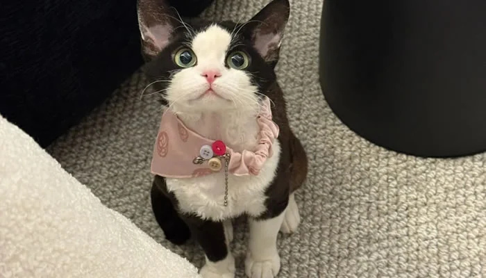 Adorable Pet Moments That Will Melt Your Heart