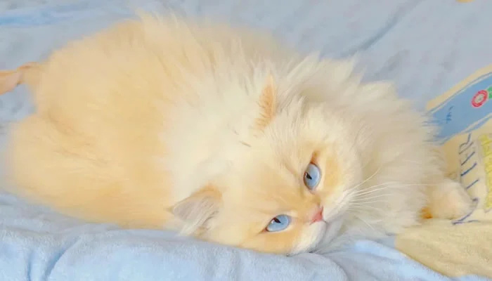 Adorable Pet Moments That Will Melt Your Heart