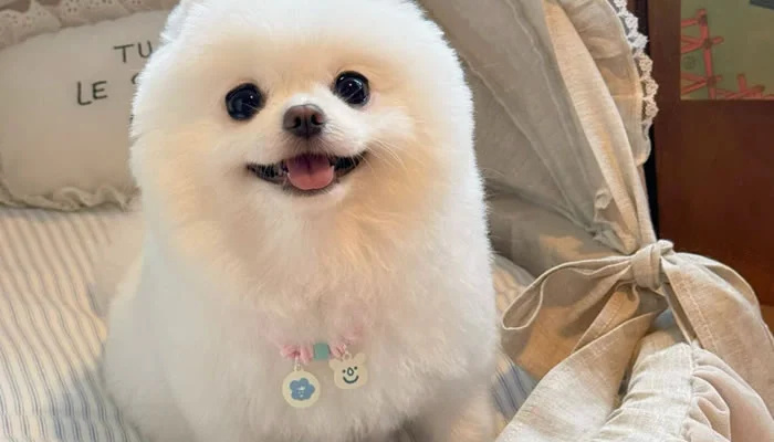 Adorable Pet Moments That Will Melt Your Heart