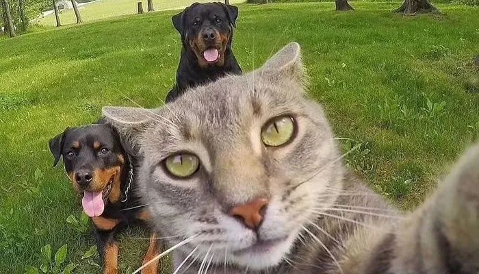 Adorable Pet Moments That Will Melt Your Heart