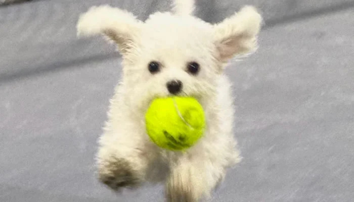 Adorable Pet Moments That Will Melt Your Heart