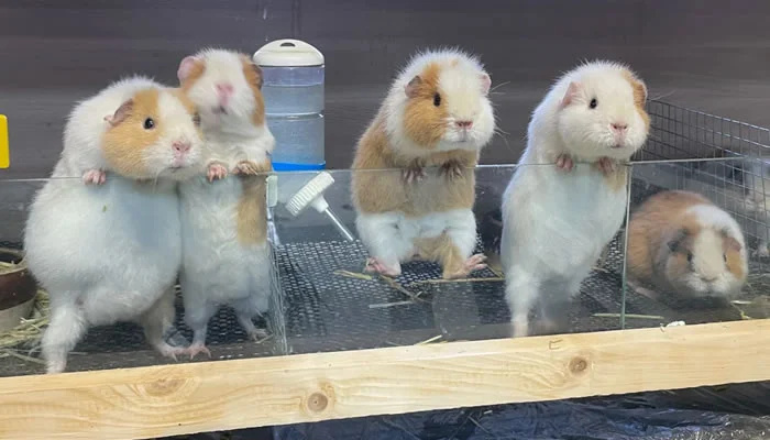 Adorable Pet Moments That Will Melt Your Heart