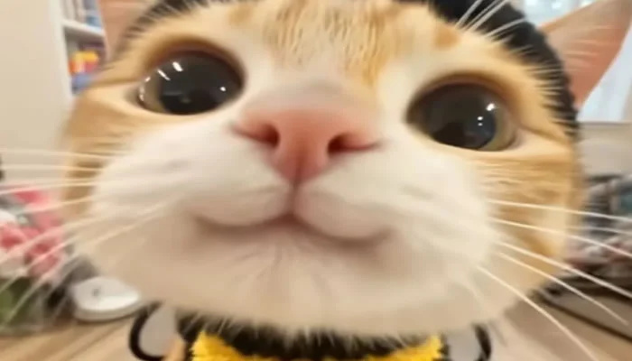 Adorable Pet Moments That Will Melt Your Heart