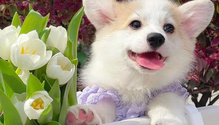 Adorable Pet Moments That Will Melt Your Heart