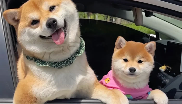 Adorable Pet Moments That Will Melt Your Heart