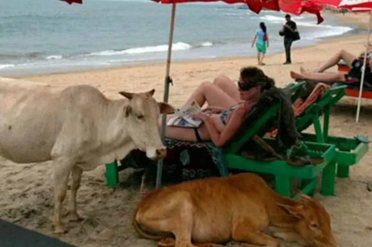 Hilarious Beach Photos Gone Wrong
