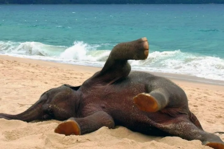 Hilarious Beach Photos Gone Wrong