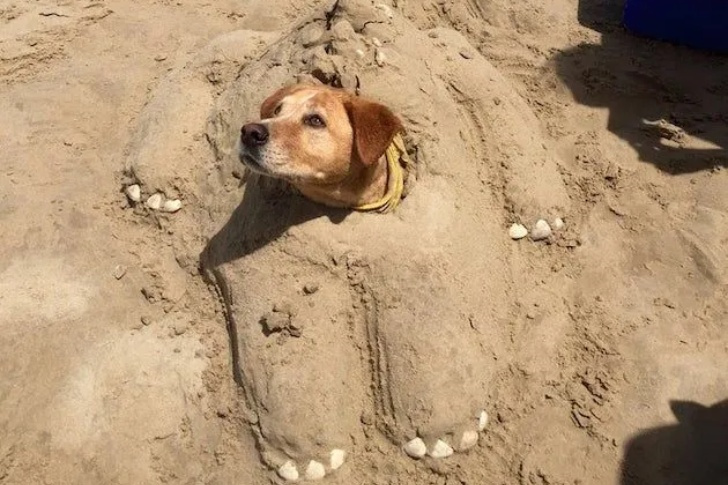 Hilarious Beach Photos Gone Wrong