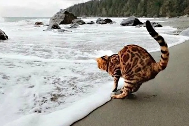 Hilarious Beach Photos Gone Wrong