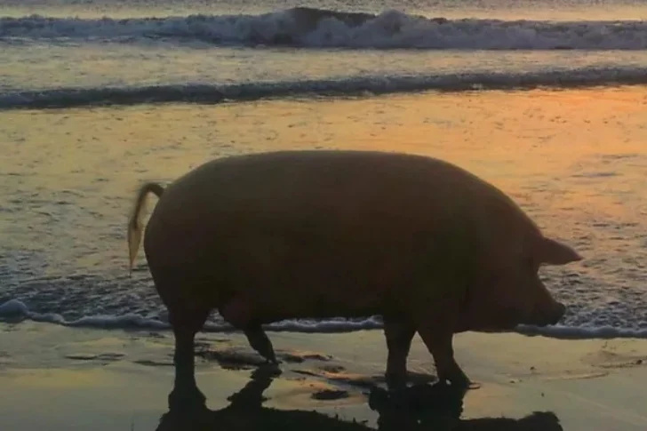 Hilarious Beach Photos Gone Wrong