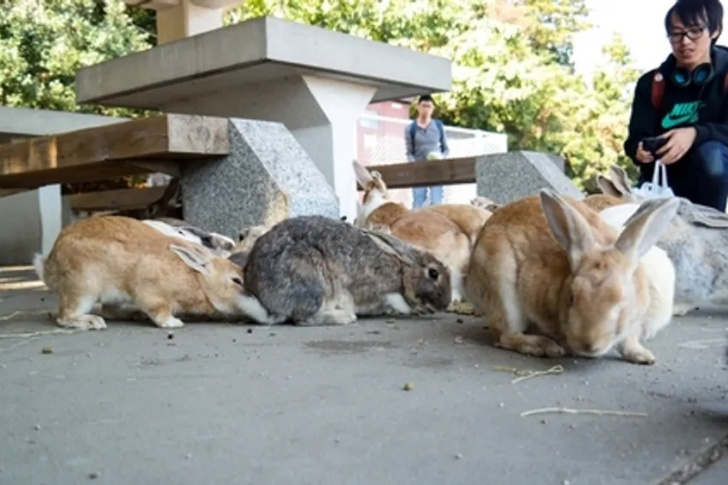 These Are Things That Are Normal In Japan But Strange Elsewhere